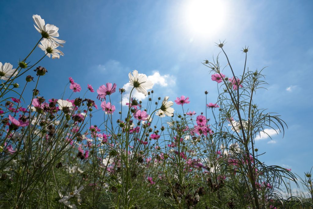 Champ de fleurs variées butinées par les abeilles pour produire un miel polyfloral artisanal.